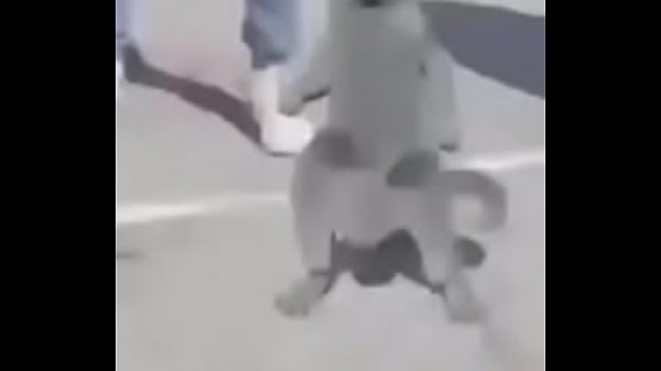 Nonton Gato Dando Sus Pasos Prohibidos Bien Paja thumbnail