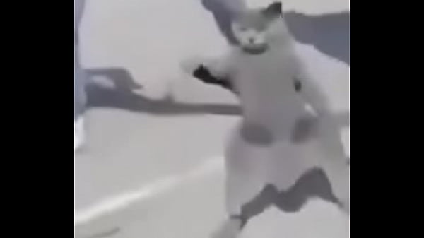 Gato dando sus pasos prohibidos bien paja 