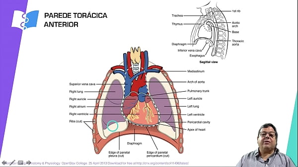 introdu&ccedil_&atilde_o a anatomia cardiovascular tesuda