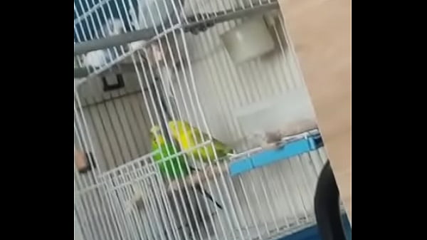 Alface pego na rapidinha com uma piriquita gostosa demais muito linda 