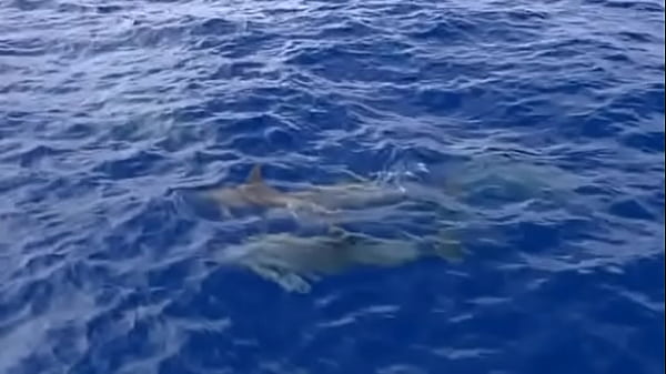 Out on the Boat the Couple Watch Some Sea Life Then Have Good Sex