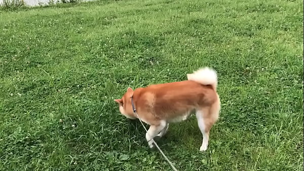 Nonton 認証動画 thumbnail