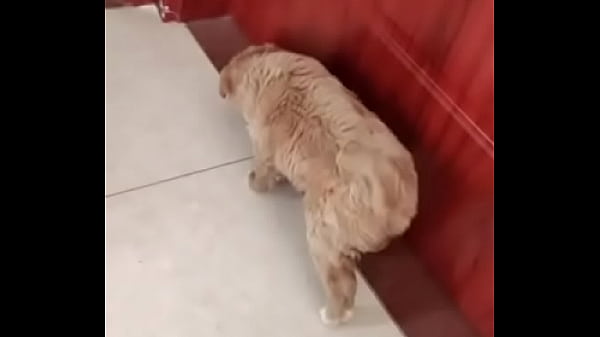验证视频