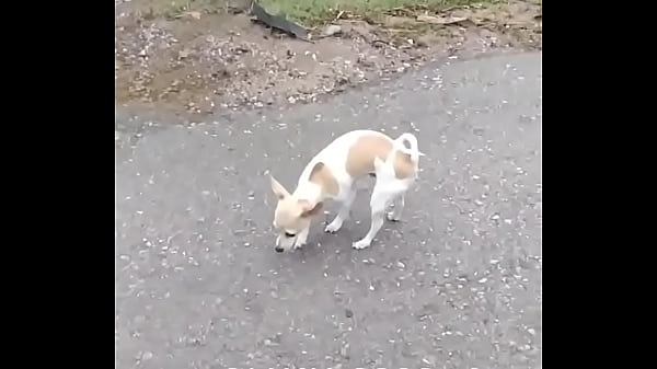 V&iacute_deo de verificaci&oacute_n