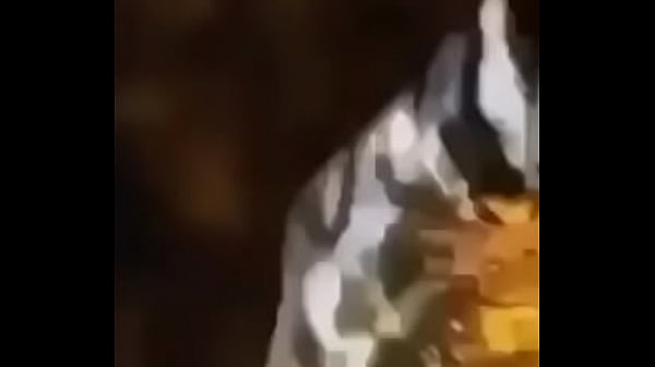 Cachorro feliz
