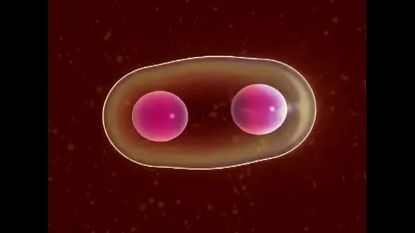 Celula safada novinha se dividindo para dar conta de tudo 