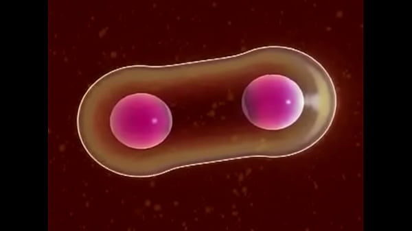 Celula safada novinha se dividindo para dar conta de tudo 