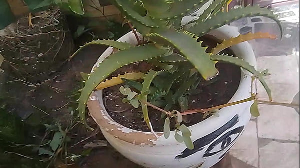 Vivi guedez her ass was ready to be pounded to the hilt by her lucky boyfriend's huge cock 