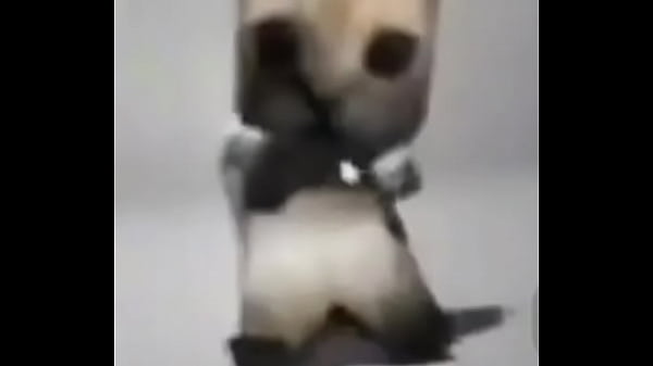 El gato epik