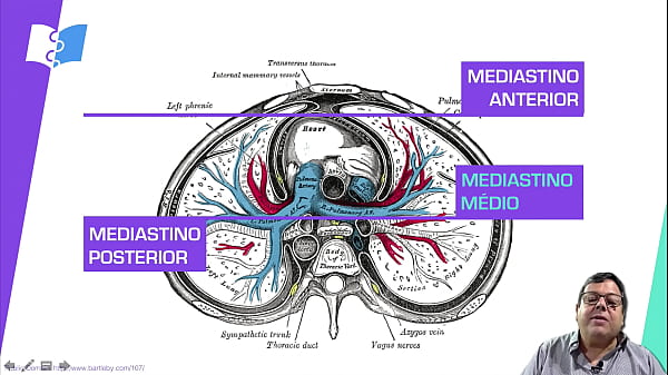 ANATOMY OF MEDIASTINT RWREFR14R14R 