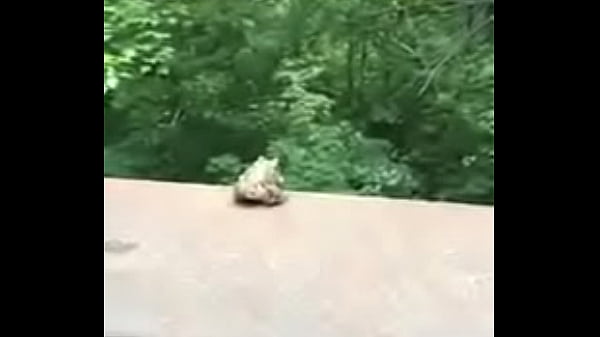 Play MP4 - Sapo se suicida ao som de Naruto