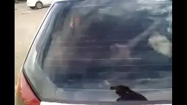 Palio gemendo alto