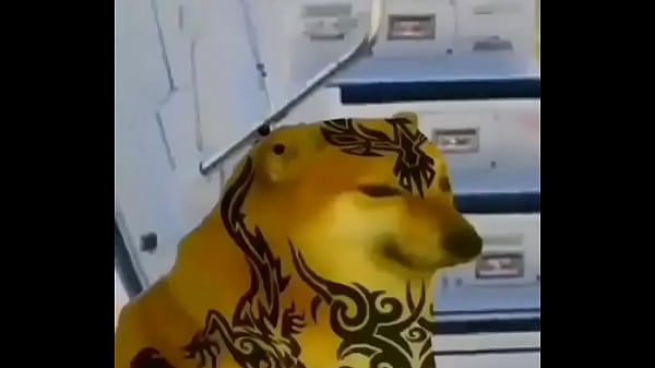 Latina le da una mamada a su hermanastro