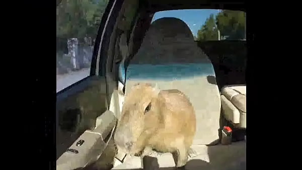 Capybara