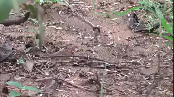 Kamala aunty phone lo srungaram with neighbour telugu phone talk talk telugu mu low