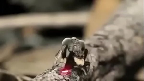 Video bokep part 76742633