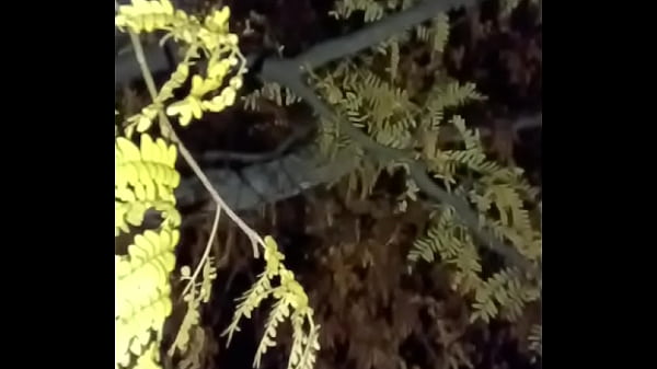 I m a jolly good fellowwhile smiling with yellow treesand anal ending