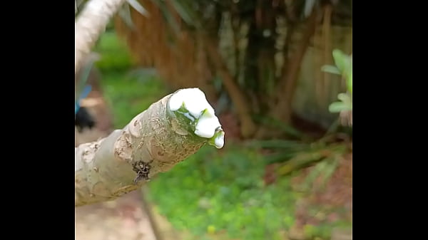 Tronco vertendo leite 