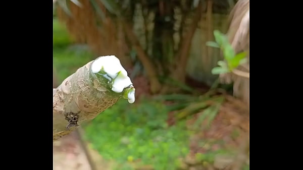 Tronco vertendo leite 