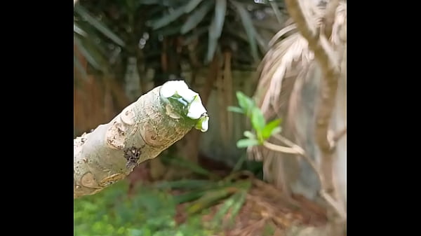 Nonton Tronco Vertendo Leite thumbnail