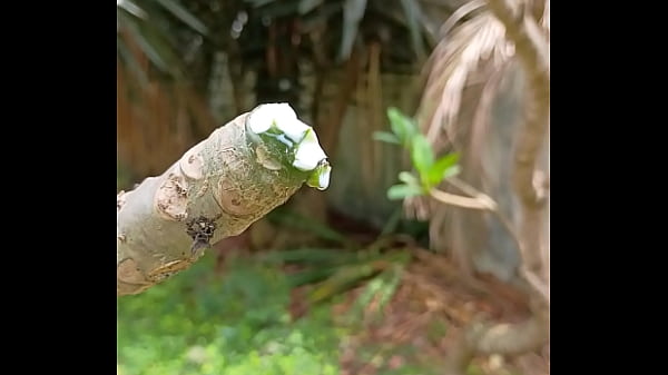 Tronco vertendo leite 