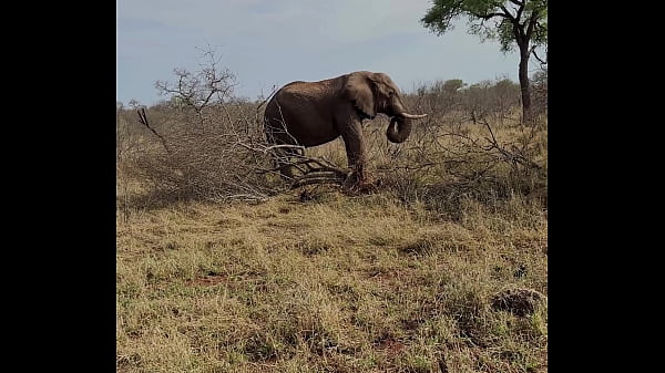 Hello la Team! Je vous pr&eacute;sente la 1ere partie de mon voyage en Afrique du Sud... 