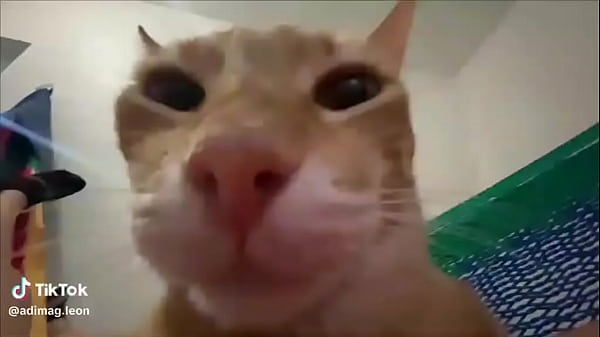 Nonton Ayuda A Llegar A Los 100 Seguidores thumbnail