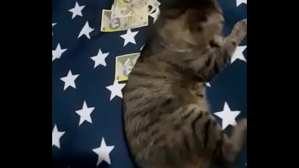 Videoclip verificare 