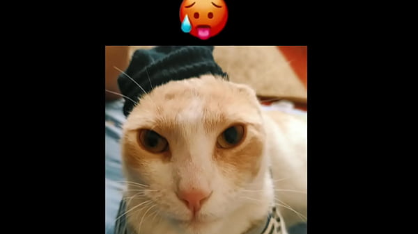 Nonton El Gato Kcheraso Pe De Sjl, Se Corre En Todas Las &ntilde;ofis thumbnail