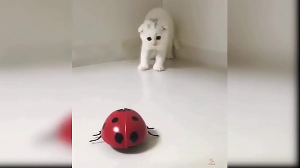 Cute kitten compilation 1