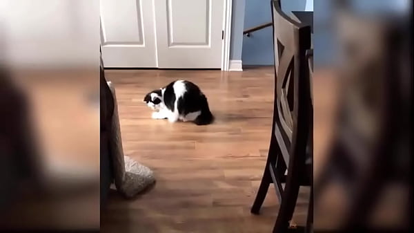 Cute kitten compilation 1