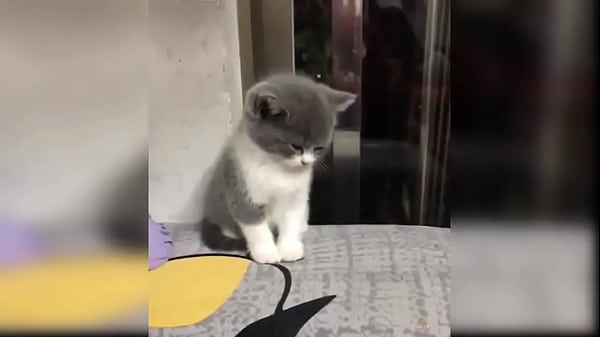 Cute kitten compilation 1 
