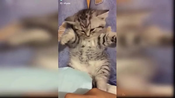 Cute kitten compilation 1