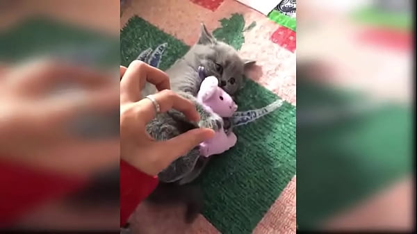 Cute kitten compilation 1