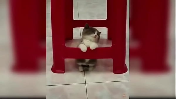 Cute kitten compilation 1