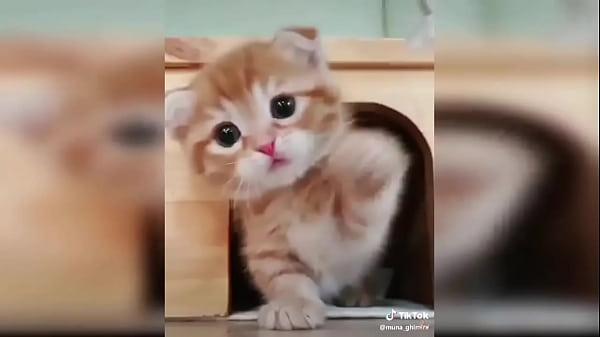Cute kitten compilation 1 