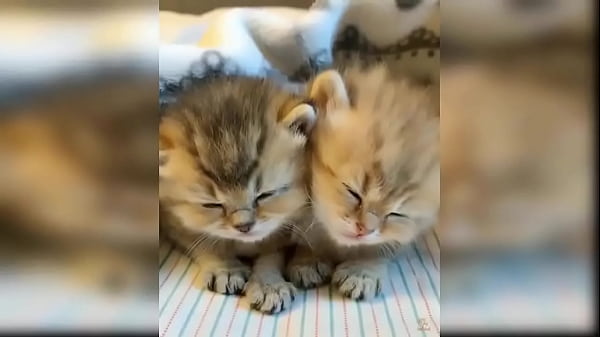 Nonton Cute Kitten Compilation 1 thumbnail