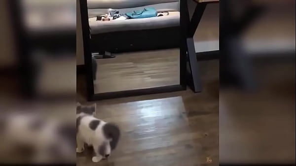 Cute kitten compilation 1