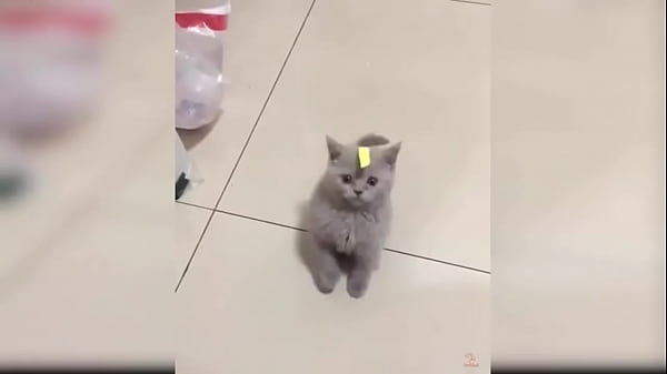 Cute kitten compilation 1