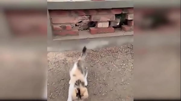 Cute kitten compilation 1