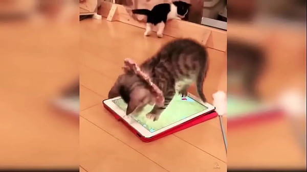 Cute kitten compilation 1