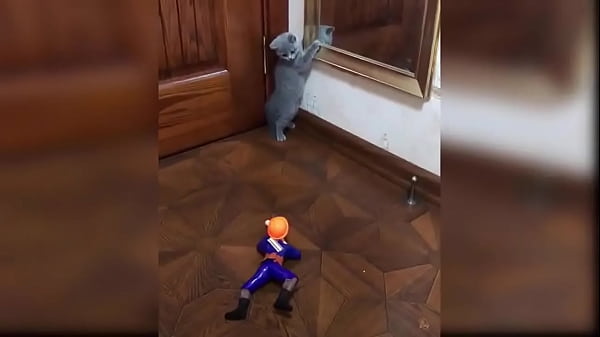 Cute kitten compilation 1