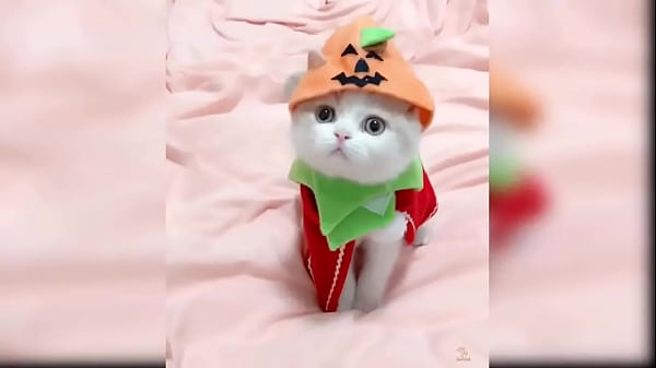 Cute kitten compilation 1 