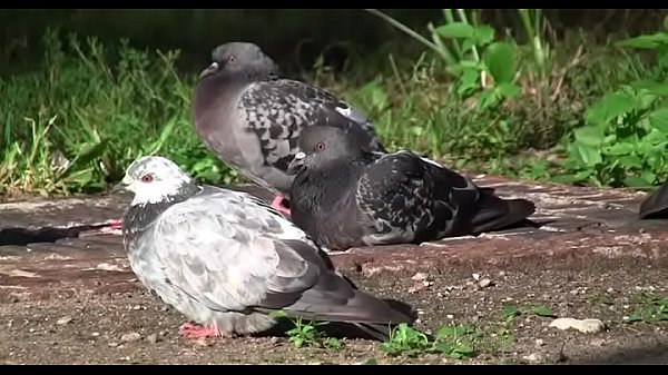 Free porn videos for legal_age teenagers