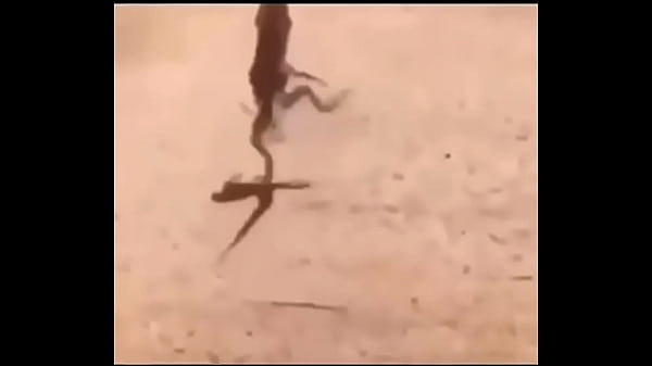 LAGARTO SAFADINHO TODO ASSADO CORRENDO