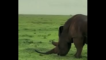 Rhino with the longest horn you've ever seen 