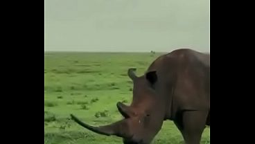 Rhino with the longest horn you've ever seen