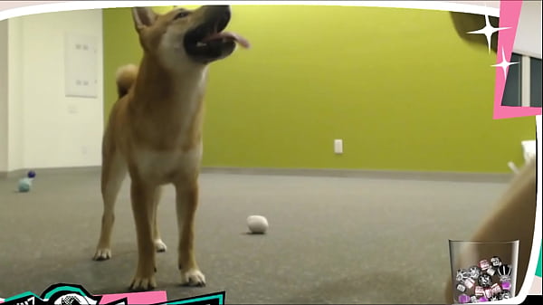 Play MP4 - Braless Twitch Streamer Plays With Doggo