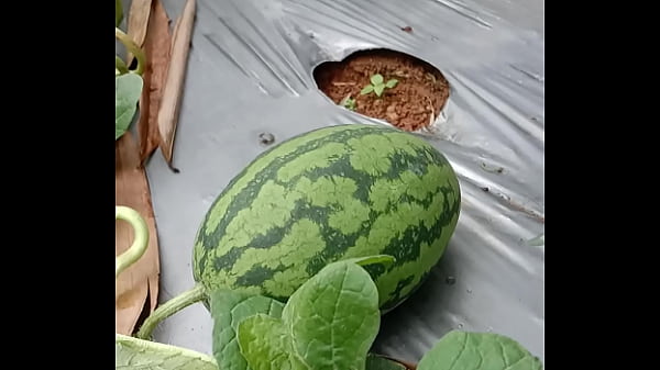 Nonton Wow Apa Ini thumbnail