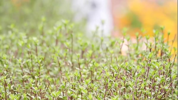 Play MP4 - 初撮り人妻ドキュメント 深山由梨　＜ダイジェスト付き＞